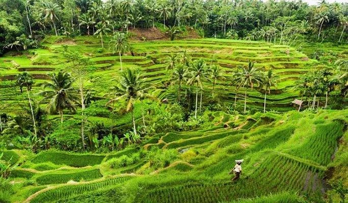 4107 kesari bali honeymoon package