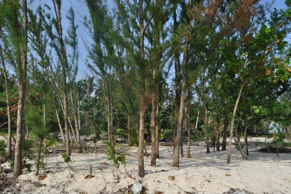 4285 honeymoon island isabela local food