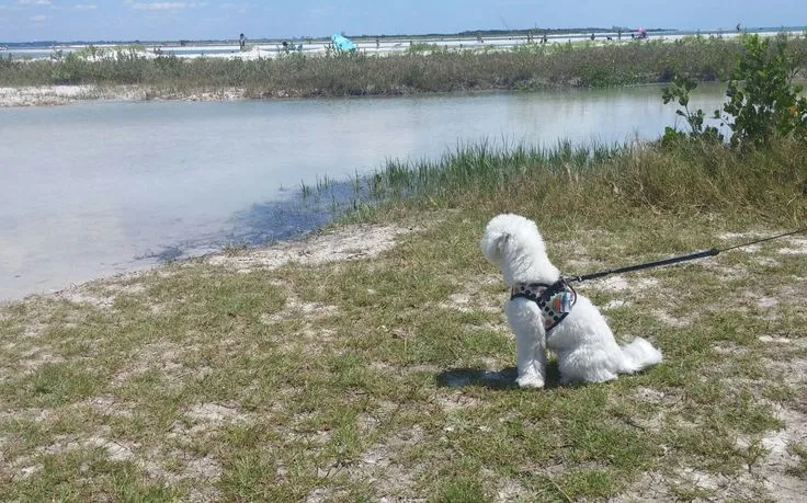 4393 dog swimming in water honeymoon island